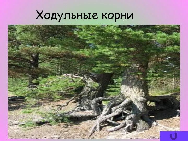 Ходульные корни