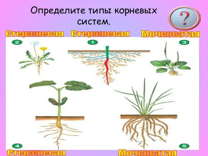 Определите типы корневых систем. Стержневая Стержневая Мочковатая Стержневая Мочковатая