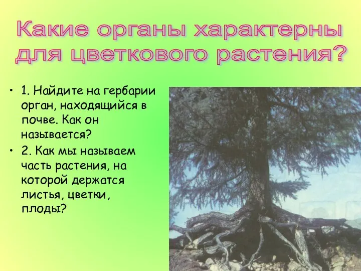 1. Найдите на гербарии орган, находящийся в почве. Как он называется?