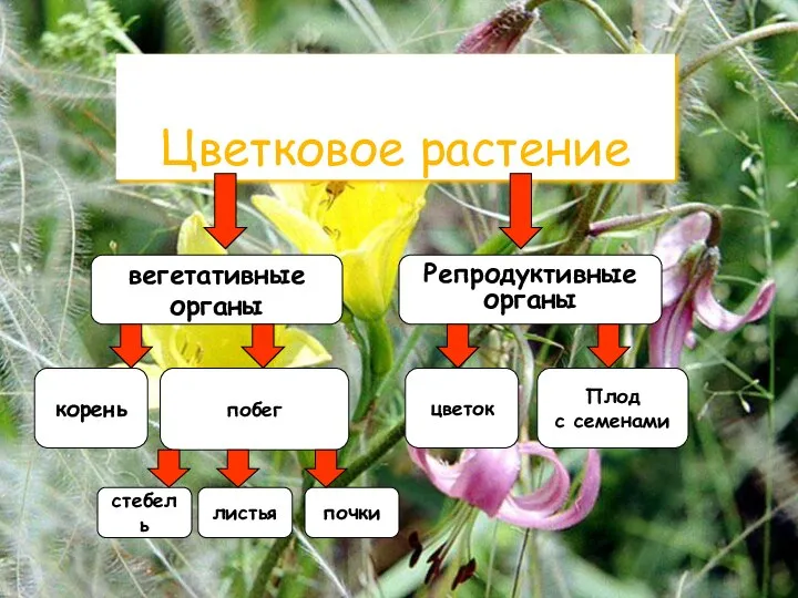 Цветковое растение вегетативные органы Репродуктивные органы корень побег Плод с семенами цветок стебель листья почки