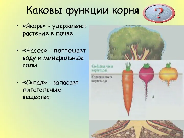 Каковы функции корня «Якорь» - удерживает растение в почве «Насос» -