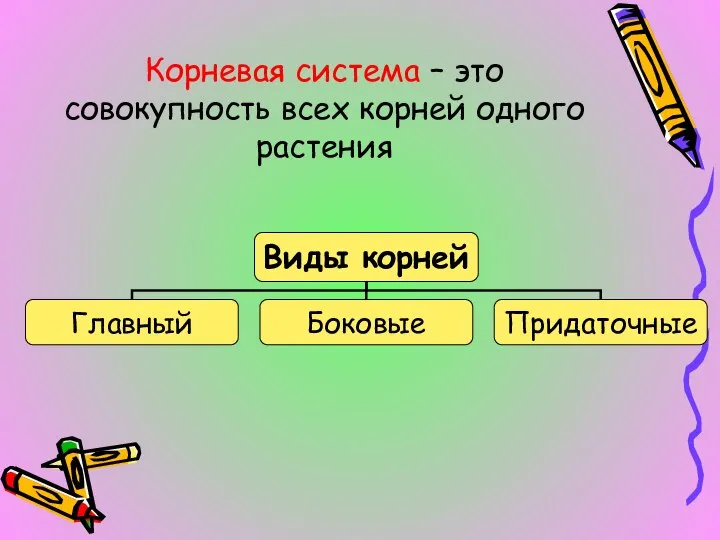 Корневая система – это совокупность всех корней одного растения