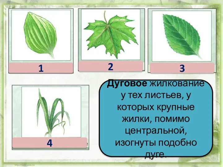 Дуговое жилкование у тех листьев, у которых крупные жилки, помимо центральной,