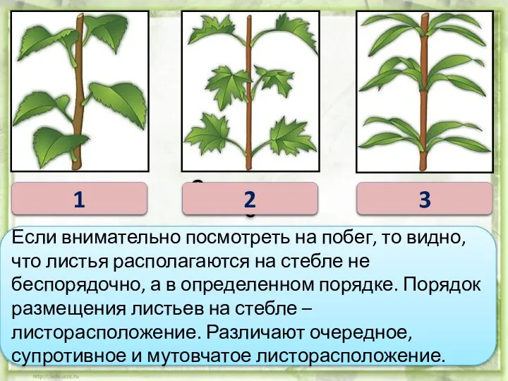 Если внимательно посмотреть на побег, то видно, что листья располагаются на