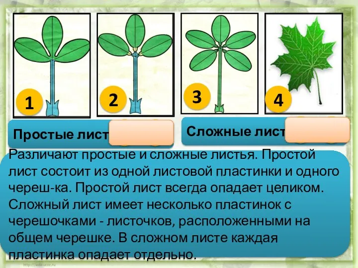 Различают простые и сложные листья. Простой лист состоит из одной листовой