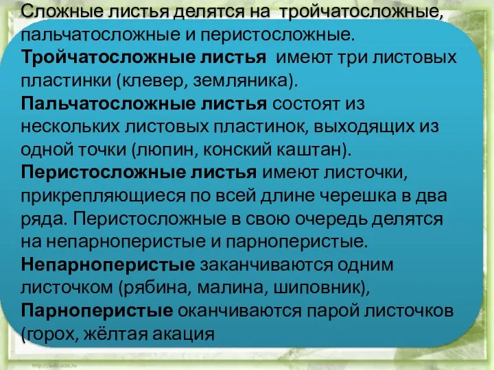 Сложные листья делятся на тройчатосложные, пальчатосложные и перистосложные. Тройчатосложные листья имеют