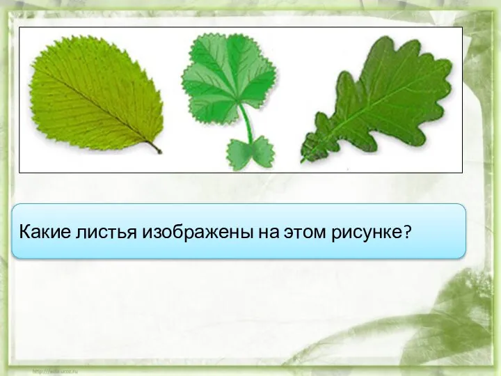 Какие листья изображены на этом рисунке?