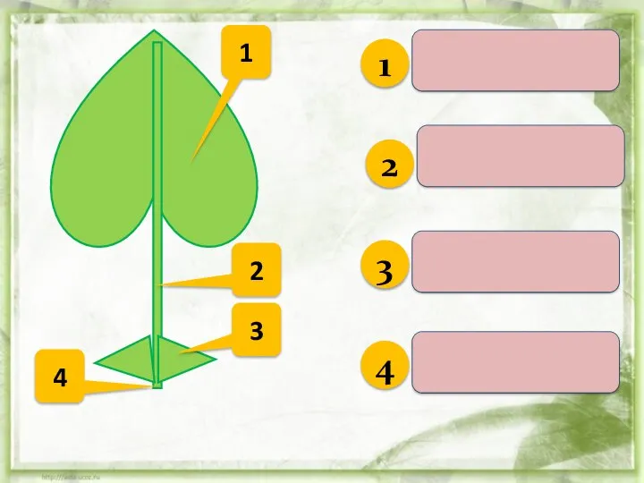 1 Листовая пластинка 2 3 4 Черешок Прилистники Основание листа