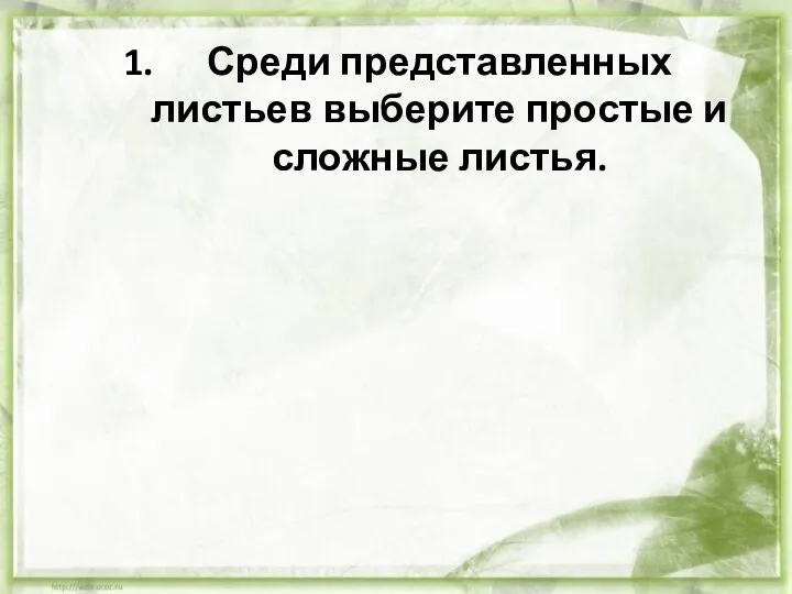 Среди представленных листьев выберите простые и сложные листья.