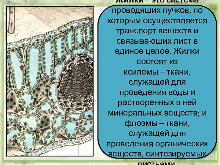 Жилки – это система проводящих пучков, по которым осуществляется транспорт веществ