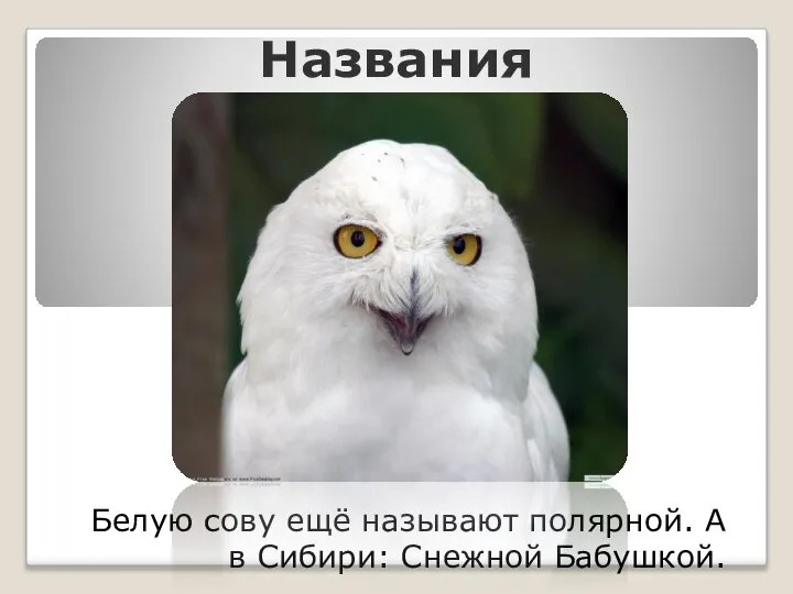 Названия Белую сову ещё называют полярной. А в Сибири: Снежной Бабушкой.