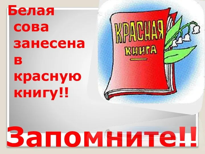 Запомните!! Белая сова занесена в красную книгу!!