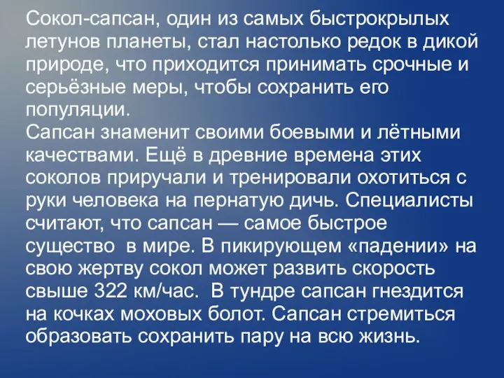 Сокол-сапсан, один из самых быстрокрылых летунов планеты, стал настолько редок в