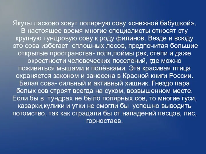 Якуты ласково зовут полярную сову «снежной бабушкой». В настоящее время многие