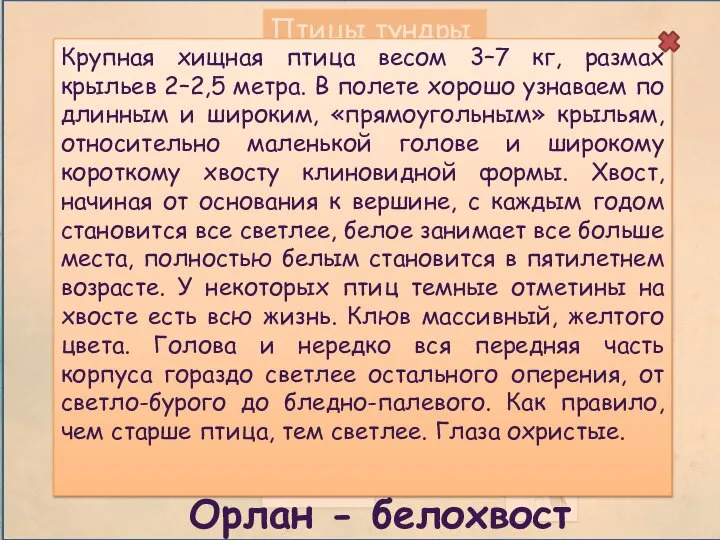 Птицы тундры Крупная хищная птица весом 3–7 кг, размах крыльев 2–2,5