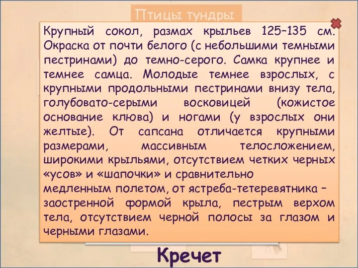 Птицы тундры Кречет Крупный сокол, размах крыльев 125–135 см. Окраска от