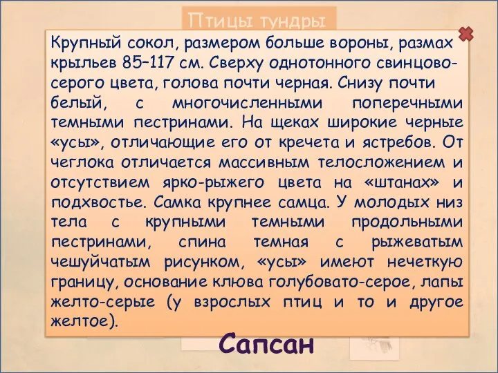 Птицы тундры Крупный сокол, размером больше вороны, размах крыльев 85–117 см.