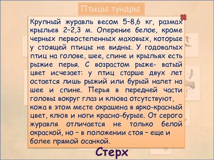 Птицы тундры Крупный журавль весом 5–8,6 кг, размах крыльев 2–2,3 м.