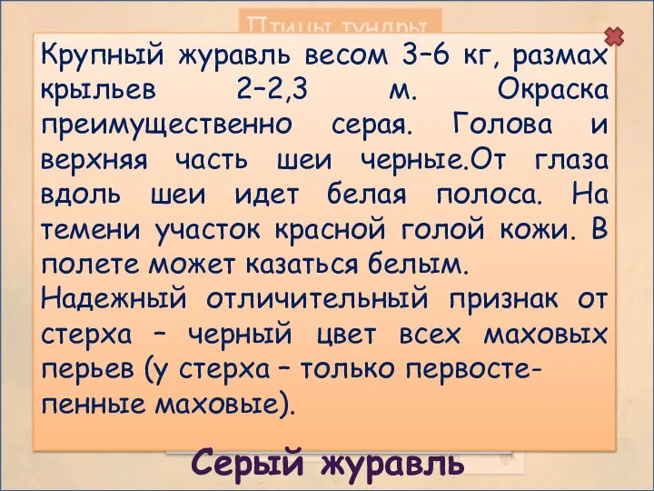 Птицы тундры Крупный журавль весом 3–6 кг, размах крыльев 2–2,3 м.