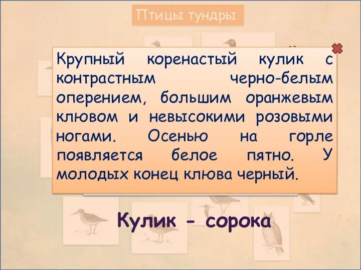 Птицы тундры Кулик - сорока Крупный коренастый кулик с контрастным черно-белым