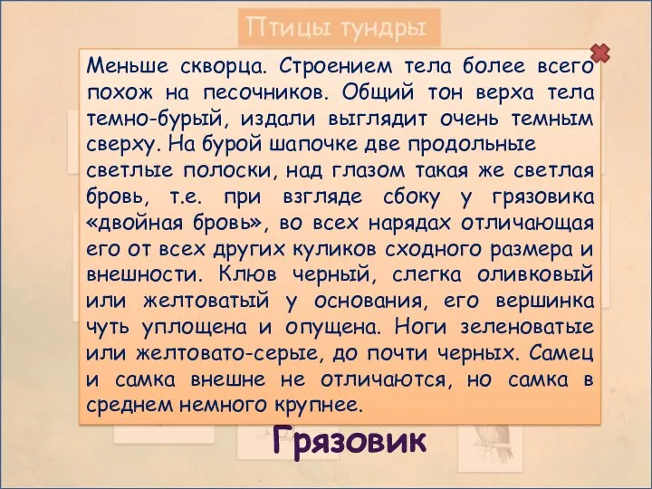 Птицы тундры Грязовик Меньше скворца. Строением тела более всего похож на