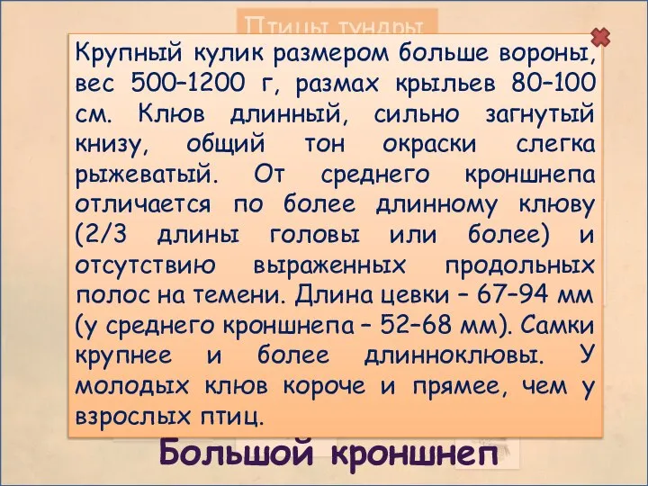 Птицы тундры Большой кроншнеп Крупный кулик размером больше вороны, вес 500–1200