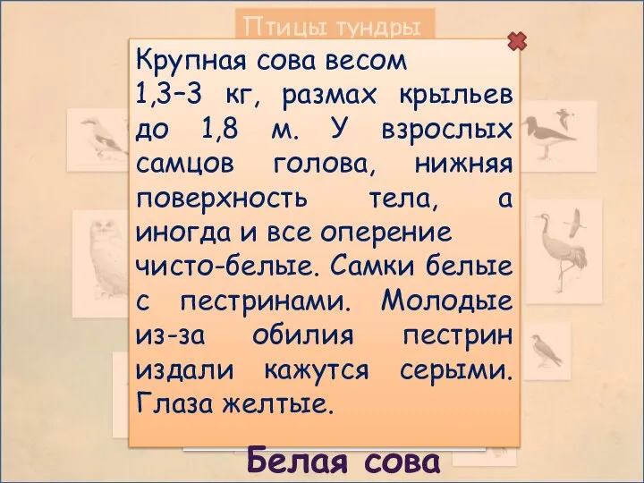 Птицы тундры Крупная сова весом 1,3–3 кг, размах крыльев до 1,8