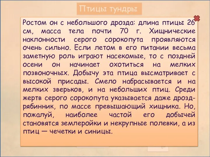 Птицы тундры Серый сорокопут Ростом он с небольшого дрозда: длина птицы