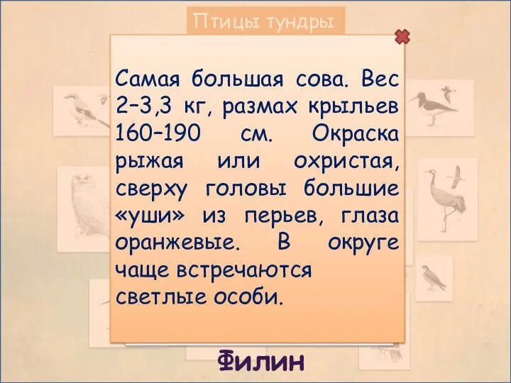 Птицы тундры Филин Самая большая сова. Вес 2–3,3 кг, размах крыльев