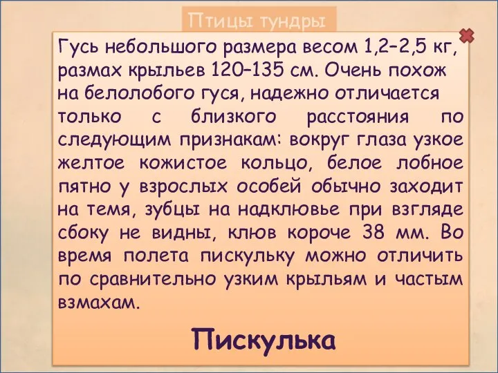 Птицы тундры Гусь небольшого размера весом 1,2–2,5 кг, размах крыльев 120–135