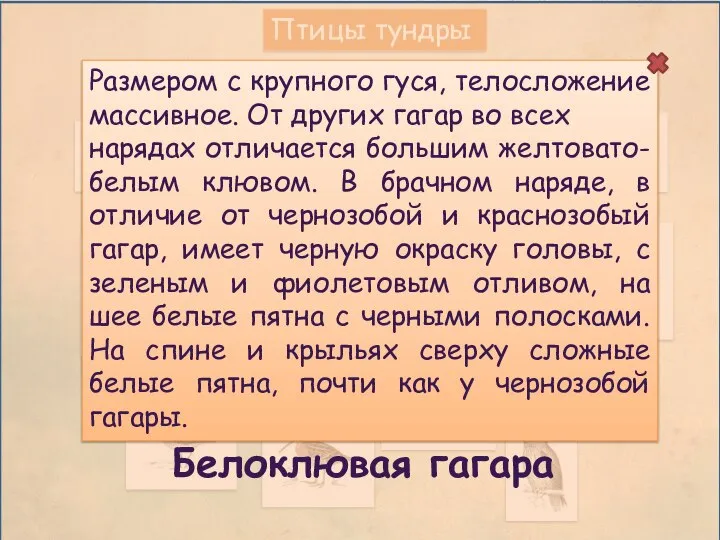 Птицы тундры Размером с крупного гуся, телосложение массивное. От других гагар