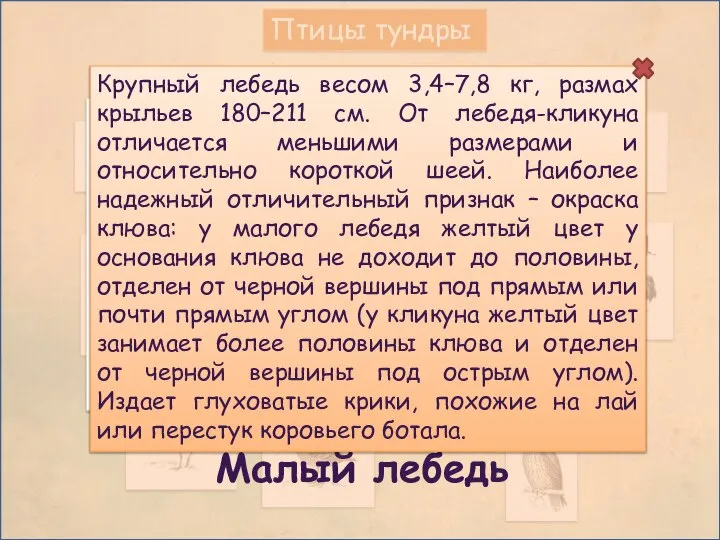 Птицы тундры бедь Малый лебедь Крупный лебедь весом 3,4–7,8 кг, размах