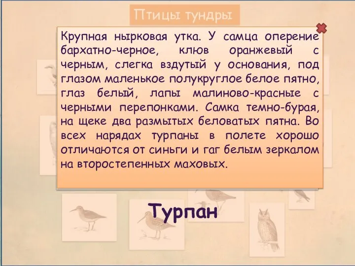 Птицы тундры Турпан Крупная нырковая утка. У самца оперение бархатно-черное, клюв