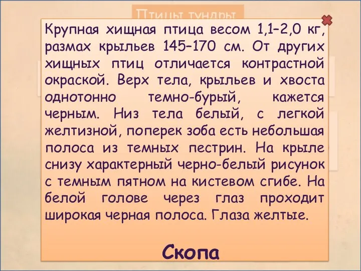 Птицы тундры Крупная хищная птица весом 1,1–2,0 кг, размах крыльев 145–170