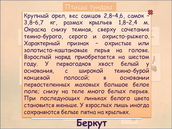 Птицы тундры Беркут Крупный орел, вес самцов 2,8–4,6, самок – 3,8–6,7