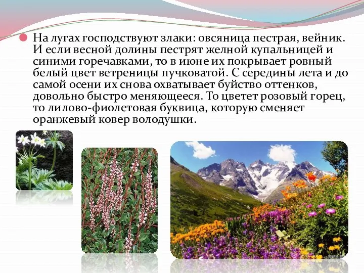 На лугах господствуют злаки: овсяница пестрая, вейник. И если весной долины