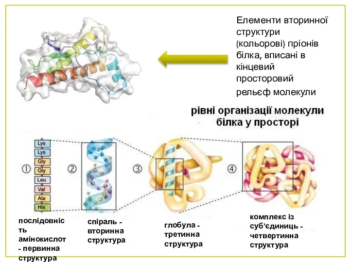 Елементи вторинної структури (кольорові) пріонів білка, вписані в кінцевий просторовий рельєф