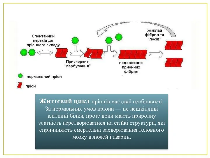 Життєвий цикл пріонів має свої особливості. За нормальних умов пріони —