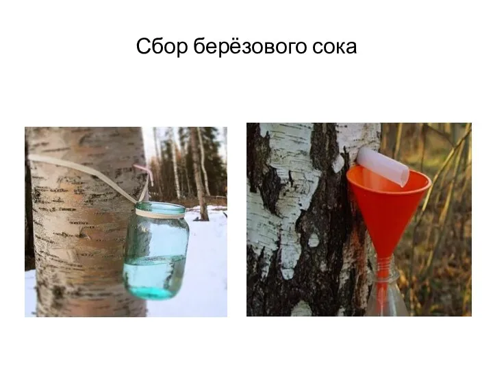 Сбор берёзового сока