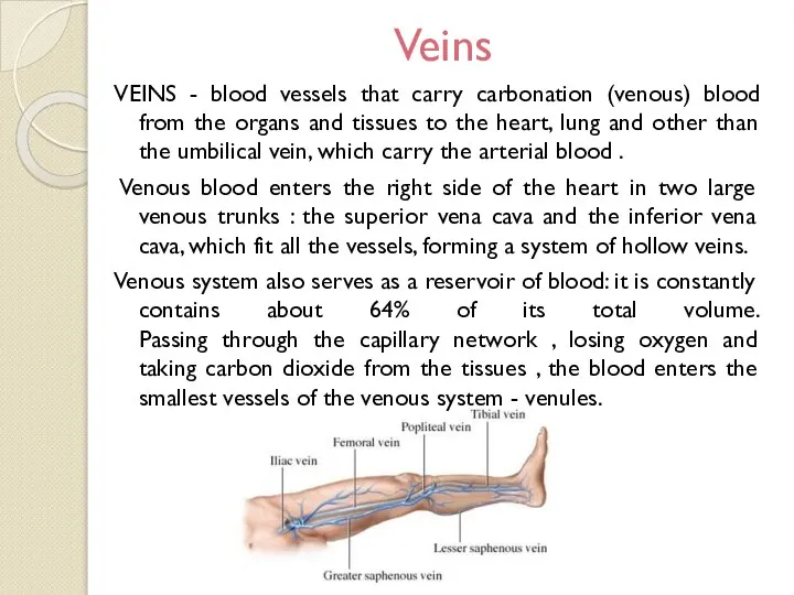 Veins VEINS - blood vessels that carry carbonation (venous) blood from