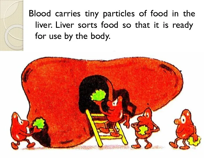 Blood carries tiny particles of food in the liver. Liver sorts