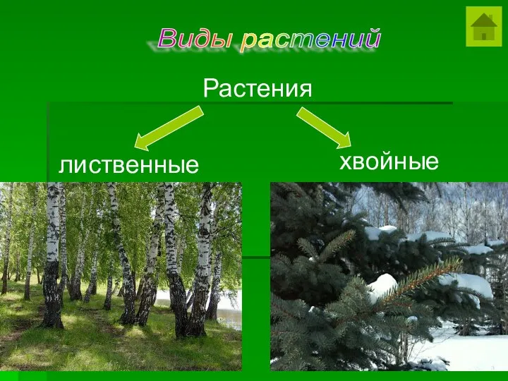 Растения лиственные хвойные Виды растений