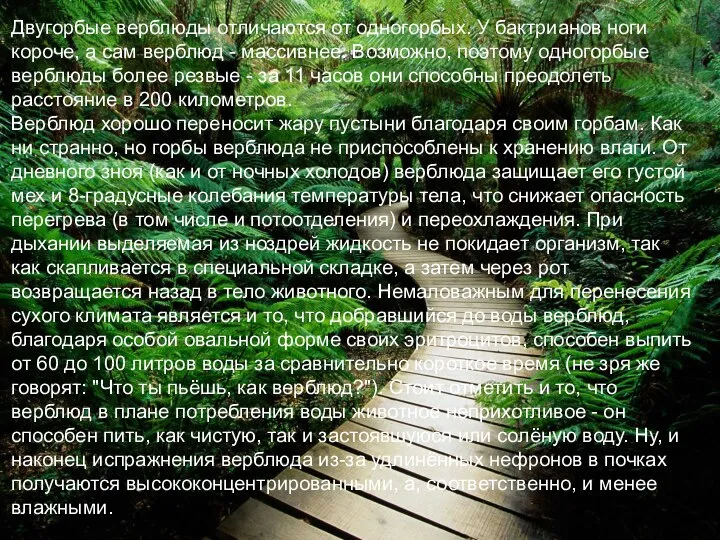 Двугорбые верблюды отличаются от одногорбых. У бактрианов ноги короче, а сам