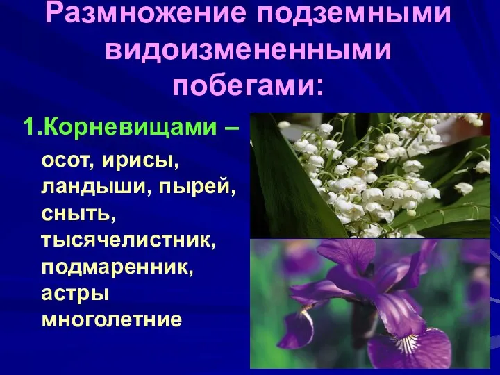 Размножение подземными видоизмененными побегами: 1.Корневищами – осот, ирисы, ландыши, пырей, сныть, тысячелистник, подмаренник, астры многолетние