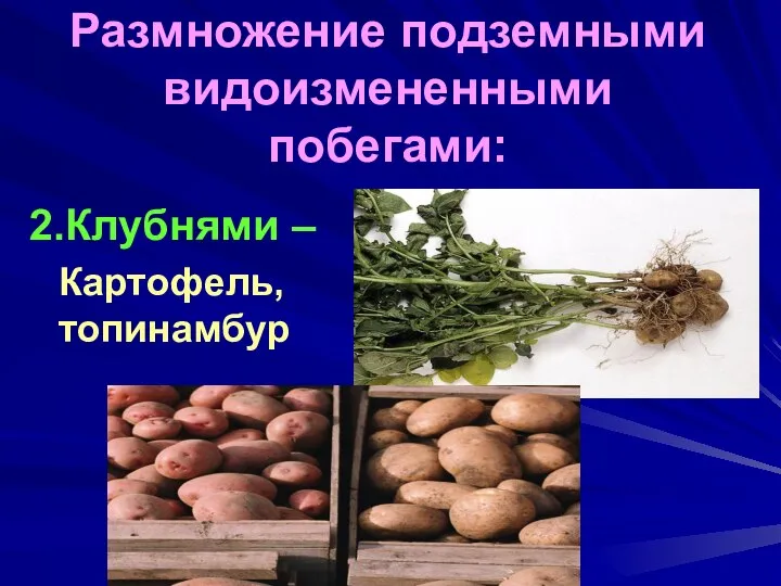 Размножение подземными видоизмененными побегами: 2.Клубнями – Картофель, топинамбур