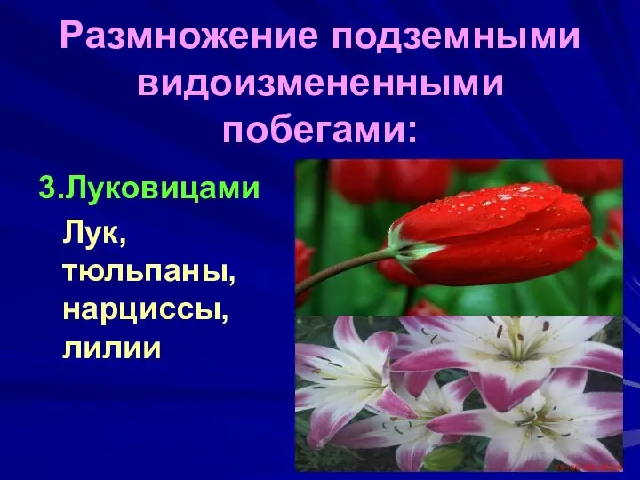 Размножение подземными видоизмененными побегами: 3.Луковицами Лук, тюльпаны, нарциссы, лилии