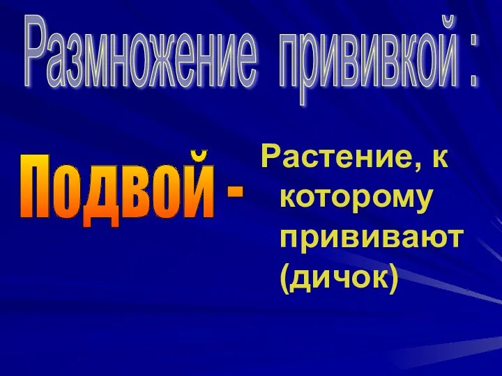 Размножение прививкой : Растение, к которому прививают (дичок) Подвой -