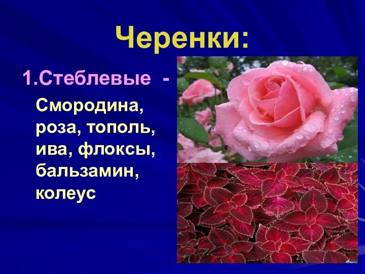 Черенки: 1.Стеблевые - Смородина, роза, тополь, ива, флоксы, бальзамин, колеус