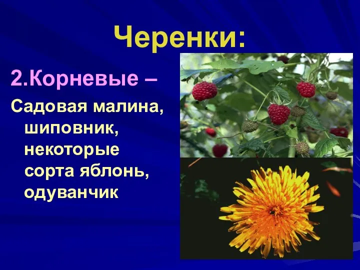 Черенки: 2.Корневые – Садовая малина, шиповник, некоторые сорта яблонь, одуванчик