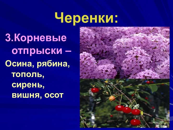 Черенки: 3.Корневые отпрыски – Осина, рябина, тополь, сирень, вишня, осот